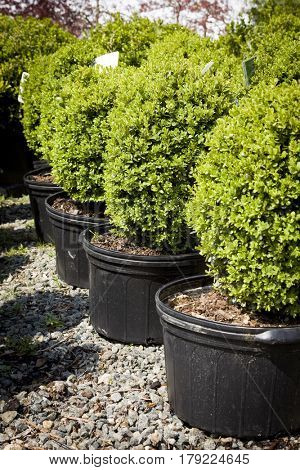 Young green boxwood bushes potted in black tubs at a garden center in the morning sunlight in the springtime.