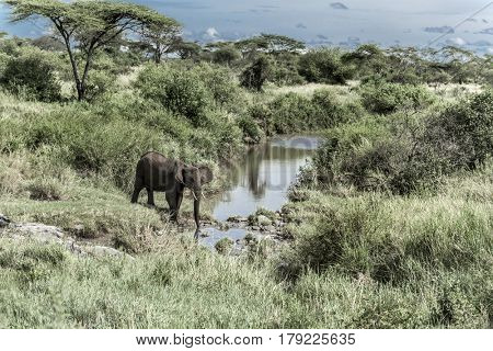 Elephant drinking in watercourse in Serengeti National Park