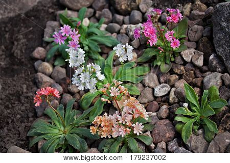 Lewisia Cotyledon 'elise Mixed'