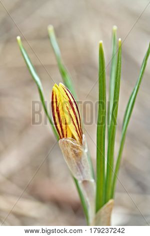Crocus Chrysanthus Var. Fuscotinctus