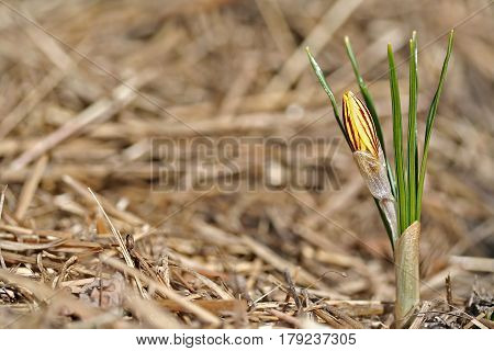 Crocus Chrysanthus Var. Fuscotinctus