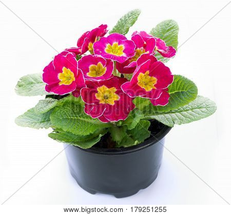 Spring primroses flowers primula polyanthus in a flowerpot isolated on white background