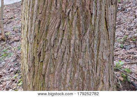The trunk of an old lime trees, background, tree bark