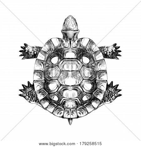 turtle top carapace crawling sketch vector black and white drawing