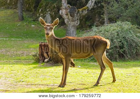 Deer portrait at meadow in Parnitha mountain in Greece.