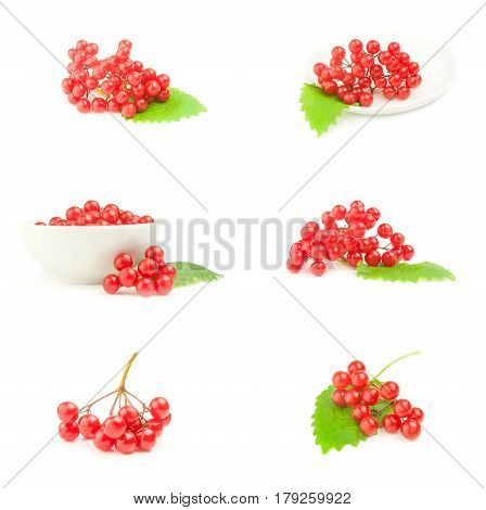 Set of arrowwood berries isolated on a white background with clipping path