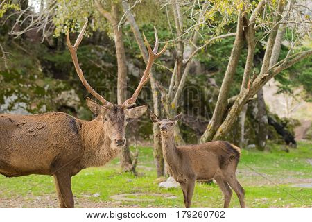 Male deer portrait with big horns at Parnitha mountain in Greece.