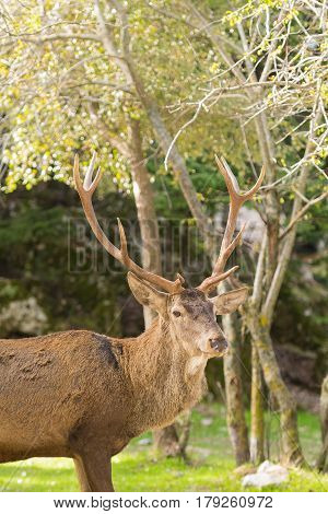 Male deer portrait with long horns at Parnitha mountain in Greece.