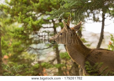 Close up of a deer eating from a tree at Parnitha mountain in Greece.