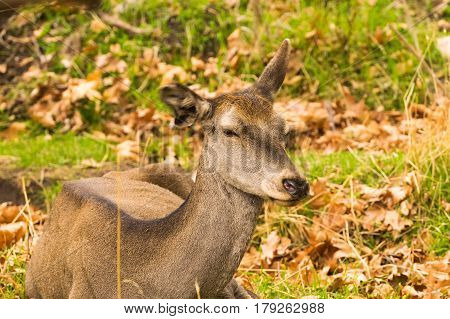 Portrait of a deer sitting on the ground at Parnitha mountain in Greece.