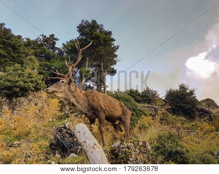 Male deer at Parnitha mountain in Greece. Close up look.