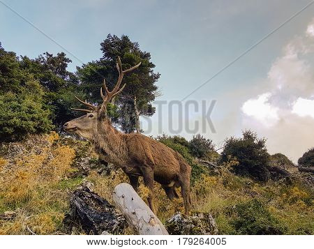 Male deer portrait at Parnitha mountain in Greece.