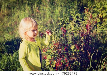 little girl picking red currents in garden, kids gardening