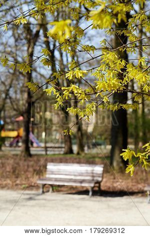 Paths in springtime