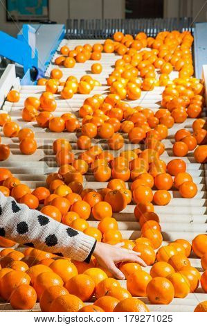 The Working Of Citrus Fruits