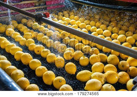 The Working Of Citrus Fruits
