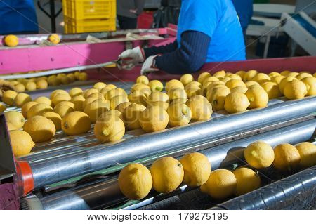 Femminello lemons from Syracuse in the carriage before the washing process