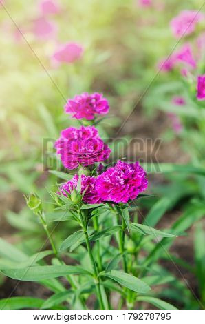 Dianthus Flower Or Dianthus Chinensis Blooming In Garden