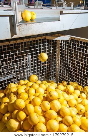 The Working Of Citrus Fruits