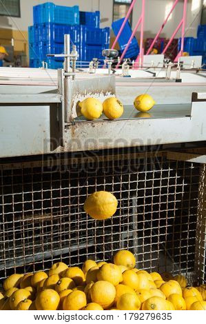 The Working Of Citrus Fruits