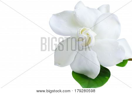 Gardenia jasminoides or Cape jasmine flower on white background.