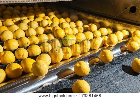 The Working Of Citrus Fruits