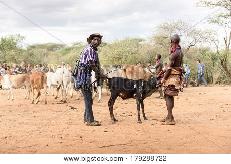 TURMI ETHIOPIA - AUGUST 172015: unidentified men from Hamer tribe prepare the row of bulls for the bull jumping ceremony. Bull jumping is an initiation ceremony for Hamer boys