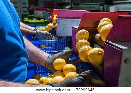 The Working Of Citrus Fruits