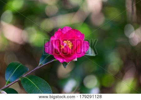 Pink Camellia sasanqua in the winter garden of Japan