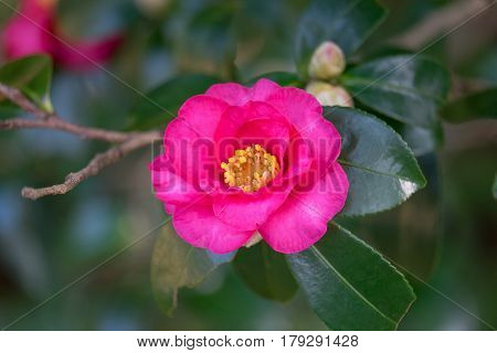 Pink Camellia sasanqua in the winter garden of Japan