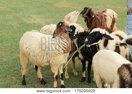 Sheep in the farm with the natue