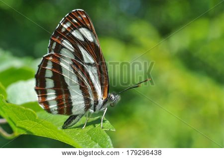 Neptis sappho, Common Glider butterfly resting on a leaf