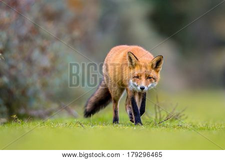 Fox Walking On Grass