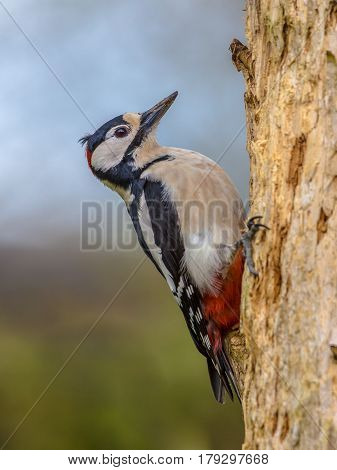Woodpecker In Typical Position