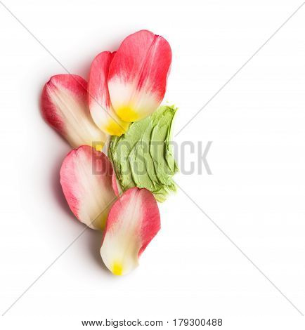 Face Cream Swatches with pink tulip petals Isolated on white