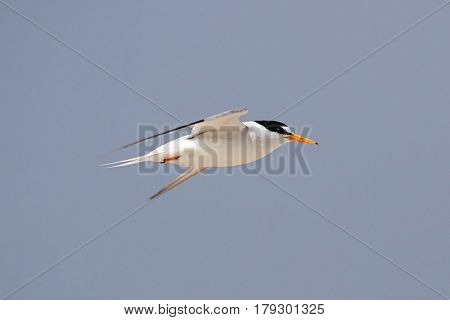Federally Endangered Least Tern (Sterna antillarum) in flight over the beach with a blue sky background