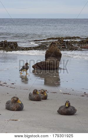 Large male Southern Sea Lion (Otaria flavescens) resting in the surf on the coast of Sealion Island in the Falkland Islands. Group of Falkland Steamer Ducks (Tachyeres brachypterus) in the foreground.
