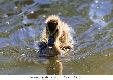 Mallard chick floating in a pond with drop of water drippiing from beak.