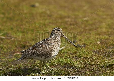 Magellanic Snipe (Gallinago paraguaiae magellanica) partially hidden in a grassy meadow on Sealion Island in the Falkland Islands.