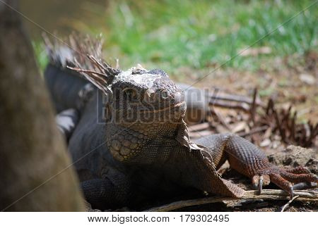 Spines along the back of an iguana in the warm tropcis.