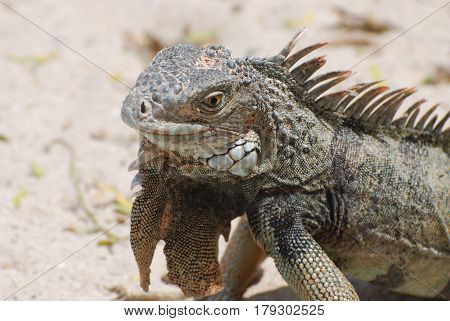 Posing gray iguana with lots of spines along it's back.