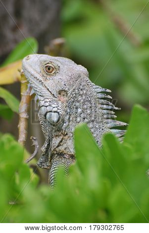 Great profile of an iguana perched atop a green bush.