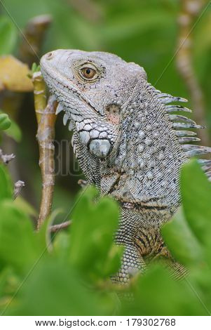 Amazing profile of a gray iguana sitting in the top of a bush.