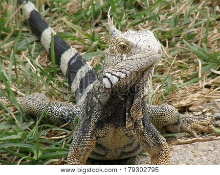 Getting personal with an iguana up close.