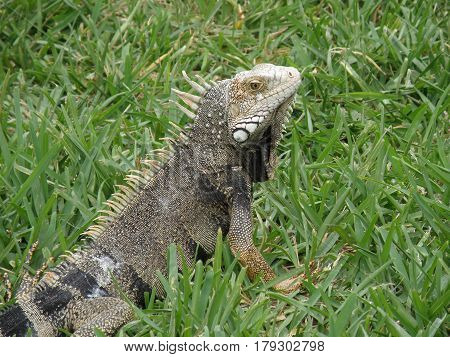 Amazing look at an iguana posing in thick green grass.