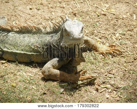 Really great common iguana with thorny spikes on his back.