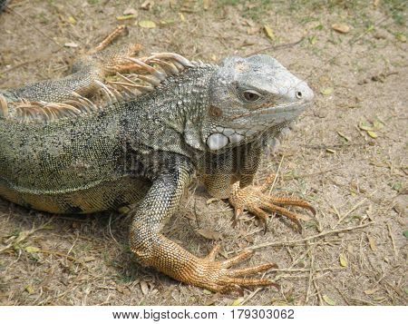 Amazing iguanas in the outdoors with spines along his back.