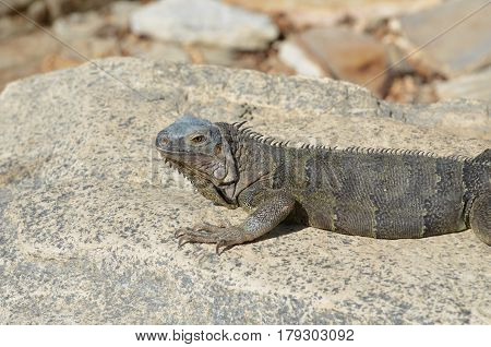 Gray iguana resting and sunning on a large rock.
