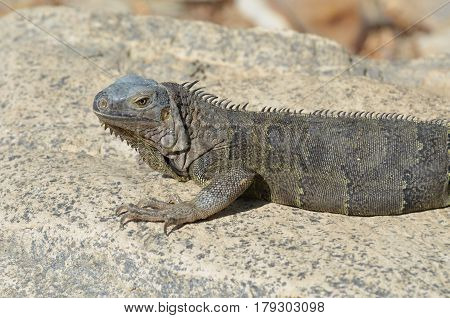 Amazing gray iguana sitting on a rock in Aruba.