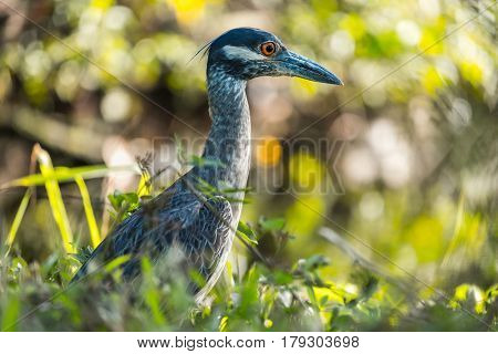 Yellow crowned night heron (Nyctanassa violacea) in the wild, with green grass background